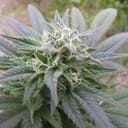 Ortega Regular Seeds - 18-MRNORT
