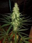 Pink Floyd Regular Seeds - 18-MRNPF