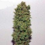 Skunk Haze Regular Seeds - 18-MRNSKH