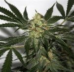 Skunk Haze Regular Seeds - 18-MRNSKH