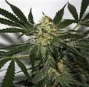 Skunk Haze Regular Seeds - 18-MRNSKH