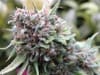 The Cure Regular Seeds - 18-MRNTC