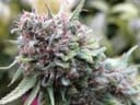 The Cure Regular Seeds - 18-MRNTC