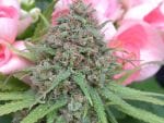 The Cure Regular Seeds - 18-MRNTC
