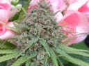 The Cure Regular Seeds - 18-MRNTC