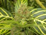 The Cure Regular Seeds - 18-MRNTC