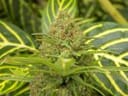 The Cure Regular Seeds - 18-MRNTC