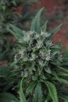 U2 Regular Seeds - 18-MRNU2