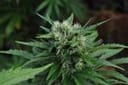 U2 Regular Seeds - 18-MRNU2