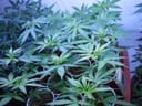 U2 Regular Seeds - 18-MRNU2