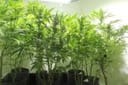 Nordle (Afghan Skunk) Regular Seeds - 18-MRNAS
