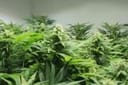 Nordle (Afghan Skunk) Regular Seeds - 18-MRNAS