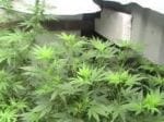 Nordle (Afghan Skunk) Regular Seeds - 18-MRNAS