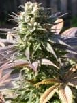 Warlock Regular Seeds - 11-SRSW-REG