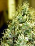 Double Dutch Regular Seeds - 11-SRSDD-REG