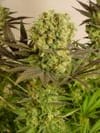 Motavation Regular Seeds - 11-SRSM-REG