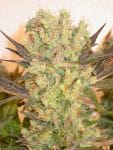 Motavation Regular Seeds - 11-SRSM-REG