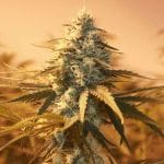 AK48 Feminised Seeds - 5-NV-AK48