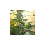 AK48 Feminised Seeds - 5-NV-AK48