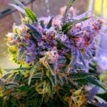 Aurora Indica Féminisée Graines - 5-NV-AI