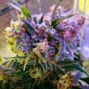 Aurora Indica Feminised Seeds - 5-NV-AI