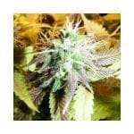 Aurora Indica Féminisée Graines - 5-NV-AI
