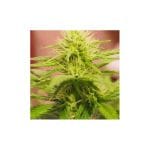 Blackberry Feminised Seeds - 5-NV-BB