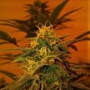Black Jack Feminised Seeds - 5-NV-BJ