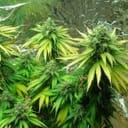 Black Jack Feminised Seeds - 5-NV-BJ