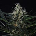 Black Jack Feminised Seeds - 5-NV-BJ