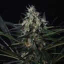 Black Jack Feminised Seeds - 5-NV-BJ