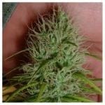 Chrystal Feminised Seeds - 5-NV-CHRYS