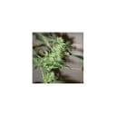 Chrystal Feminised Seeds - 5-NV-CHRYS