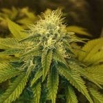 Chrystal Feminised Seeds - 5-NV-CHRYS