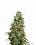 Hawaii Maui Waui Feminised Seeds - 5-NV-HMW