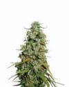 Hawaii Maui Waui Feminised Seeds - 5-NV-HMW