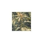 Hawaii Maui Waui Feminised Seeds - 5-NV-HMW