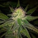 Hawaii Maui Waui Feminised Seeds - 5-NV-HMW
