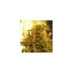 Amnesia Haze Feminised Seeds - 5 (formerly Haze #1)-NV-HZ-1