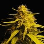 Amnesia Haze Feminised Seeds - 5 (formerly Haze #1)-NV-HZ-1