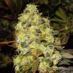 Ice Feminised Seeds - 5-NV-ICE