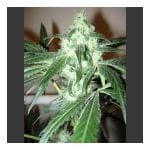 Ice Feminised Seeds - 5-NV-ICE