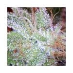 Ice Feminised Seeds - 5-NV-ICE