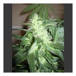 Ice Feminised Seeds - 5-NV-ICE