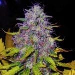 Jock Horror Feminised Seeds - 5-NV-JH