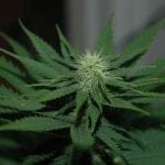 Jock Horror Feminised Seeds - 5-NV-JH