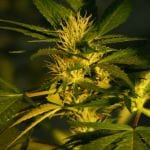 Jock Horror Feminised Seeds - 5-NV-JH