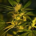 Jock Horror Feminised Seeds - 5-NV-JH