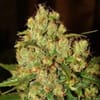 Master Kush Feminised Seeds - 5-NV-MK