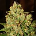 Master Kush Feminised Seeds - 5-NV-MK